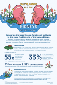 wetlands are the kidneys of the world